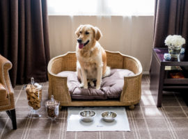 NSW’s Pet Reform: Turning Investment Properties into Zoos?